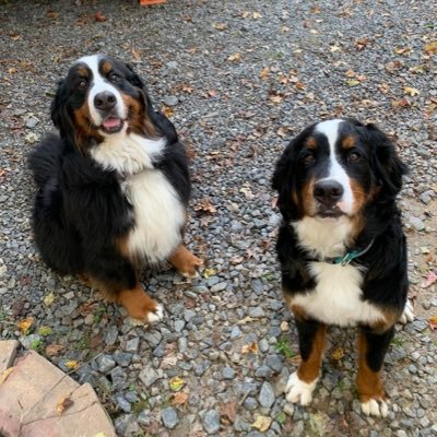 Director of Capture and Business Development at DSS. Mom to 2 Bernese Mountain Dogs, Axel and Paisley, and 2 humans, Hannah and Haydon.
