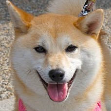 ☆グロウ☆【柴犬】さんのプロフィール画像