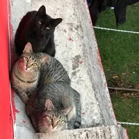 IRNot (@isela033) 's Twitter Profile Photo