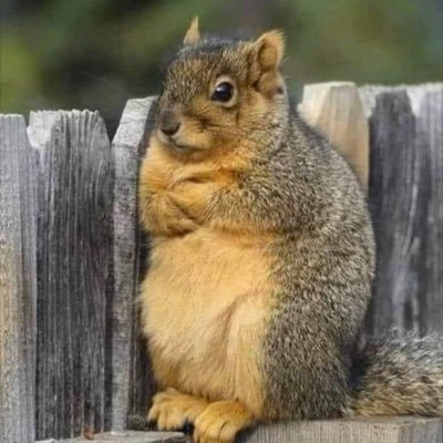 LarkspurCreek's profile picture. 
