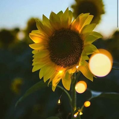 mirojc's profile picture. 