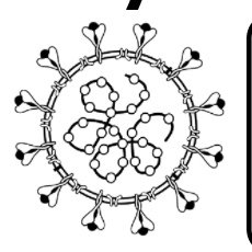 Looking at antibodies in saliva to to fight #COVID19. Study led by Michal Tal, PhD @ImmunoFever and Irv Weissman, M.D. at Stanford University