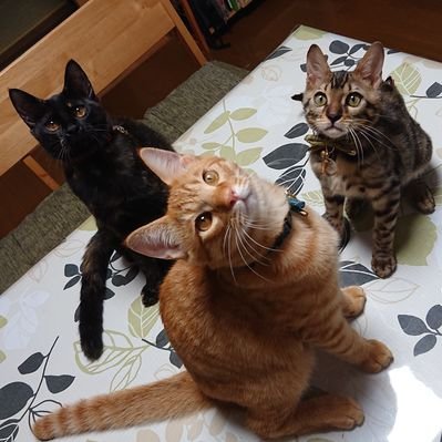 ふたごねこ それは新しいファッションなのか ヅラ 茶トラ ベンガル 猫動画