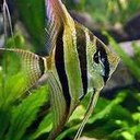 Dave Whiting - @lazorwolfsfish - Twitter