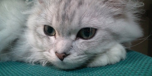 このたび、PCを新調いたしましたのでいまさらながら始めました。  日々の出来事やニュース記事を読んで思ったことをたまにつぶやきます。