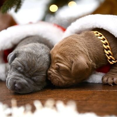 We breed only bully breeds.
English bulldog
French bulldog
American bulldog
Pitbull