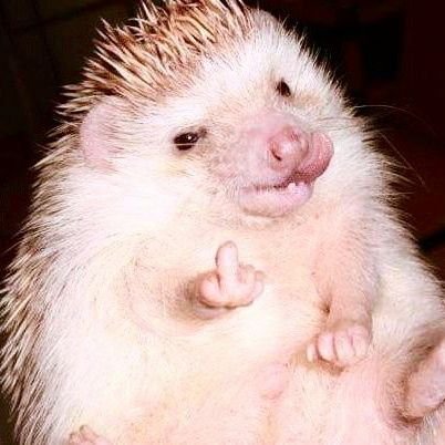 HedgehogNaughty Profile Picture