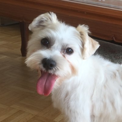 I am the ACE of #BRUSSELS #international #school #dog. I love children, cheese, balls, tummy tickling, squirrels, cuddles & sitting on your feet.