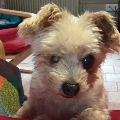 marjoramix's profile picture.