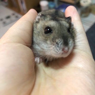 ハム運 Fgo水面月 分かる分かるwww暴れる子ってどうしてもこうなっちゃうwww こんな顔になって余計暴れて でもこっちとしては 暴れなかったら引っ張る必要も無いのに って思います 艸 フォロー失礼します ハム運 Fgo水面月 分かる分かるwww暴れる子ってどうしてもこうなっちゃうwww こんな顔になって余計暴れて でもこっちとしては 暴れなかったら引っ張る必要も無いのに って思います 艸 フォロー失礼します