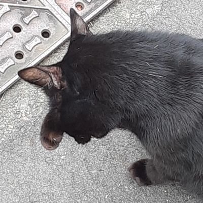 suigyo2's profile picture. 元バンドマンで元バー店主📷を始めた後キャンプ沼🏕️にハマりロードバイクも初め🚲2024年電子ピアノも初めました🎹