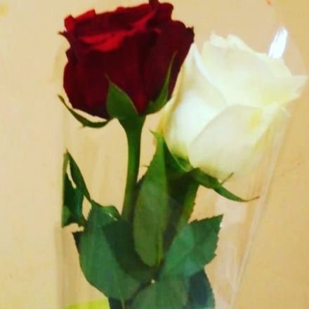 Chernisana1's profile picture. 👱‍♀️📔📕💼