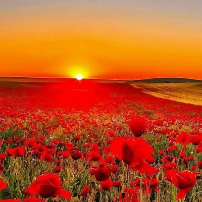 CharatthipJ's profile picture. #ประชาธิปไตยจงเจริญ #ศักดินาจงพินาศ