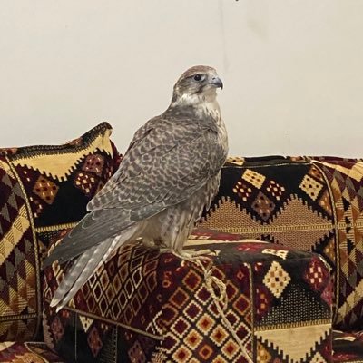 adryano31460219's profile picture. 