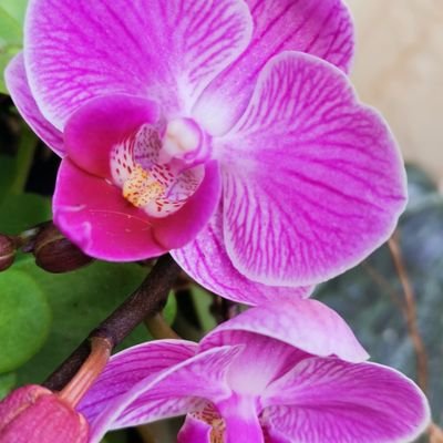 Alphamommy1's profile picture. Wife & Mommy