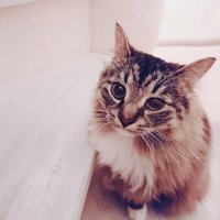 MIpp :) (@mippks) 's Twitter Profile