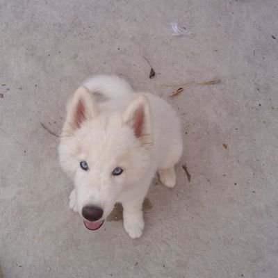 tac43azevedo's profile picture. 