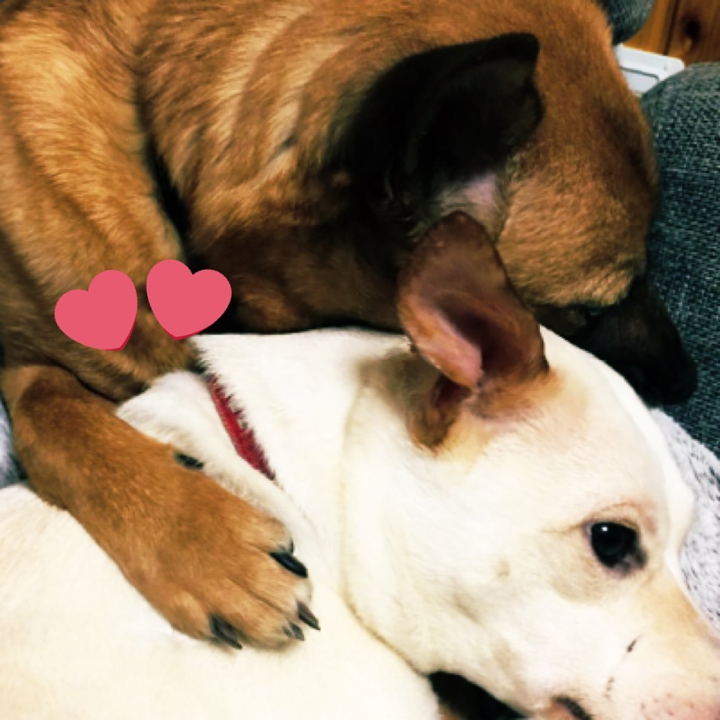 xbri_XOX_aaa's profile picture. / ❥I Love U❥︎/YouTube·洋楽·Dog·Pokemon Go·Ns...etc 🐶💓🏥 色々RT·いいね☺︎