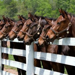 Horses,Ps91 PrevPD/TV extra/writer/MA/vets/wildlife rehab'The greatness of a nation is judged by the way its animals are treated.'Pray4 PD/K9s, US.