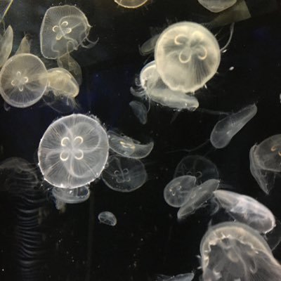 jellykq9's profile picture. ゲーム、アニメ好き。今やってるもの→グラブル、fgo、どうぶつの森 などなど。  無言フォローすいません。