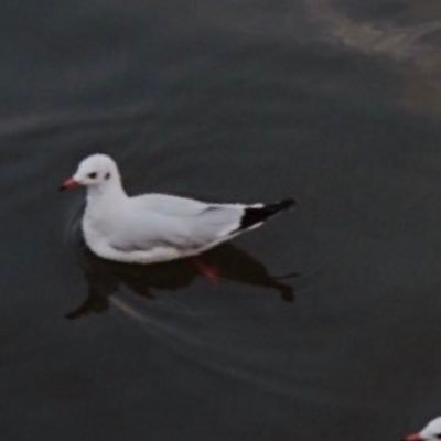 wasbornwrongera's profile picture. 🚀 Most gurus explain yesterday's moves. 
👉 @zoyellowzo

 predicts tomorrow's opportunities.