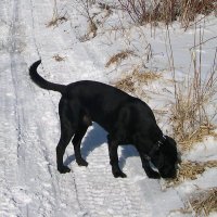 Labrador Skeptic(@SaysSimulation) 's Twitter Profile Photo