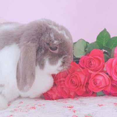 A lilac butterfly holland lop rabbit🐰 Arthur • 7 y/o • OTRB🌈 • Libra • snack enthusiast • fluff🐇 ask/credit to repost pictures🌸mum:@eviebunniex