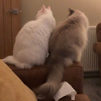 racheleliza76's profile picture. .