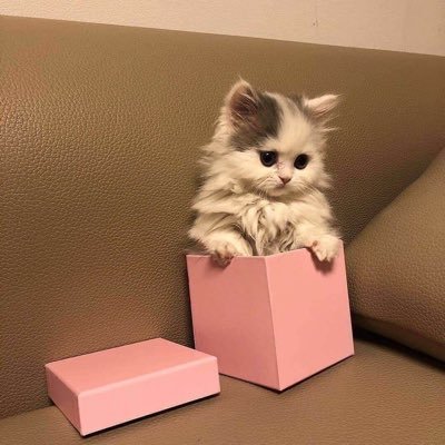 Dana88068117's profile picture. فتاة الغيم