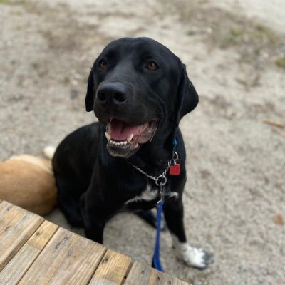 Bear is LHS facilities emotional support dog. He loves providing comfort, support and smilies to students and staff at Liberty High School.