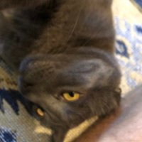 Lazar Nikolić (@lazacsgo) 's Twitter Profile