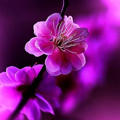 VaishnaviMudal1's profile picture. ✨✨