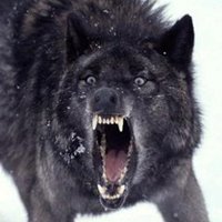 benjamin stevens - @articwolf13 Twitter Profile Photo