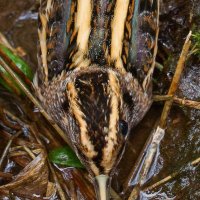 Clyde Birding (@clydebirding) 's Twitter Profile