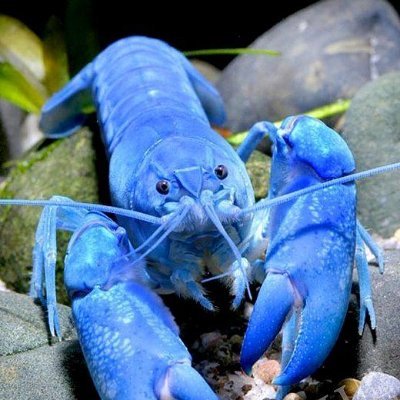 LobsterUp Profile Picture