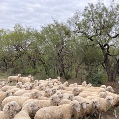 Texas A&M AgriLife Extension Sheep and Goat Specialist.