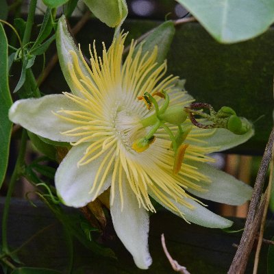 Passiflora enthusiast. All photos posted are my own unless specified otherwise or are reposts or retweets.