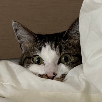 きゅうりの雑種猫可愛い Zasshyu66 Twitter きゅうりの雑種猫可愛い Zasshyu66 Twitter