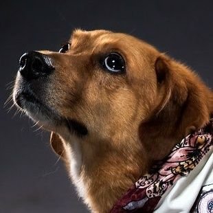 MagnumAGB's profile picture. Official Twitter of ______ Magnum from Wrestling -The Absolute Good Boy - Basset Hound/Golden Retriever mix. For booking inquiries PM 👉 🐝: @SoloDarling