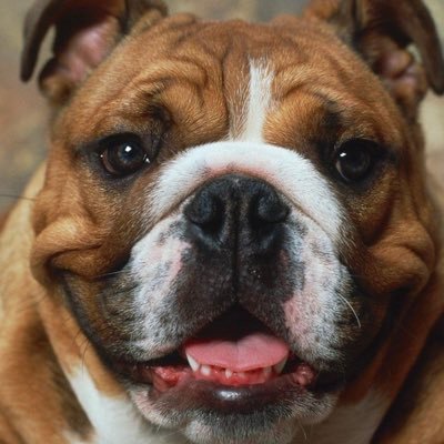 BulldogFinley Profile Picture