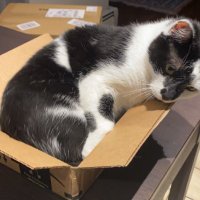 Rate My Cat Box (@ratemycatbox) 's Twitter Profile