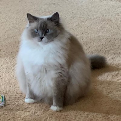 Levtzz's profile picture. sla