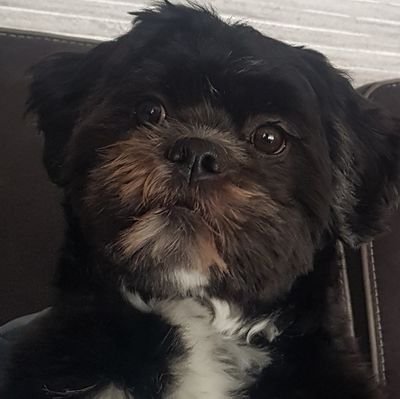 Ralphthewoezel's profile picture. 