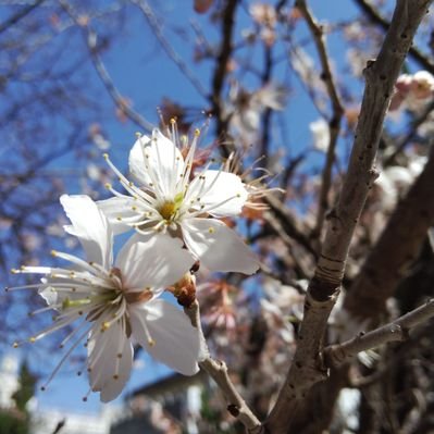 ビクトリア 今日は アロエ 花言葉は 万能 アロエ アロエの花が咲くのは珍しい 花の絵と花言葉つぶやき 花言葉は万能 クレオパトラも 誕生花シリーズ T Co D8jis0t1df