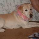 Dennis Holman - @Baddog01 - Twitter