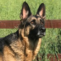 K9_Xena ♥️🐾🐾♥️ (@vixencd2005) 's Twitter Profile