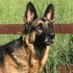 K9_Xena ♥️🐾🐾♥️ (@VixenCD2005) Twitter profile photo