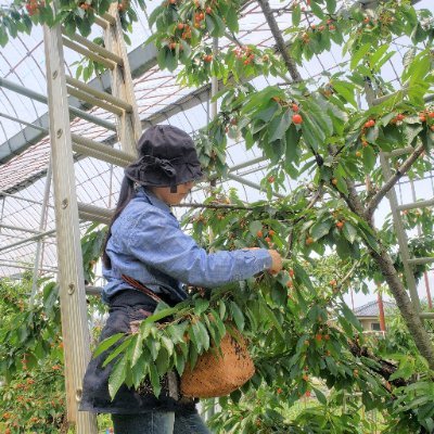 山梨県甲州市 果物農家白山園です。さくらんぼ狩り観光、シャインマスカットと枯露柿(干し柿)の直売・発送を行っております。
HP https://t.co/A9lgWCQqoC
Instagram https://t.co/E1qdulrEAc