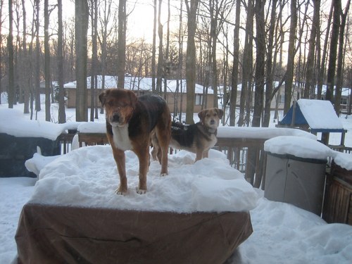 EnzoandOllie's profile picture. Service Human to three amazing rescue pups and Healthcare restructuring guy…trying to help healthcare delivery get and stay better one safer encounter at a time