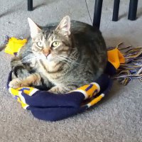 Punker (@punkergamer1) 's Twitter Profile